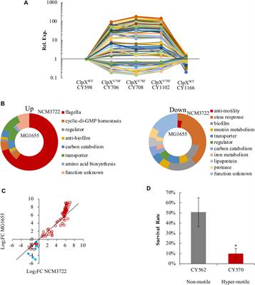 Gain of Spontaneous clpX Mutations Boosting Motility via Adaption to Environments in Escherichia coli